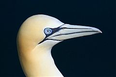 Northern Gannet